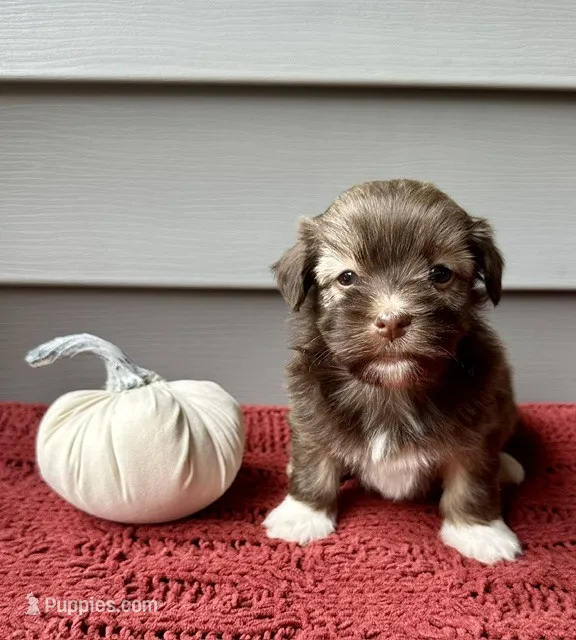 Callie – Havanese puppy for sale in Westminster, SC