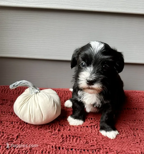Bruno – Havanese puppy for sale in Westminster, SC
