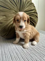 Chester, a male Havapoo for sale in Westminster, SC – 3 of 3