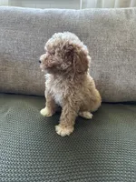 Ginger, a female Havapoo for sale in Westminster, SC – 3 of 3