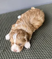 Goldie, a female Havanese for sale in Westminster, SC – 2 of 2