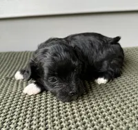 Finn, a male Havanese for sale in Westminster, SC – 3 of 3