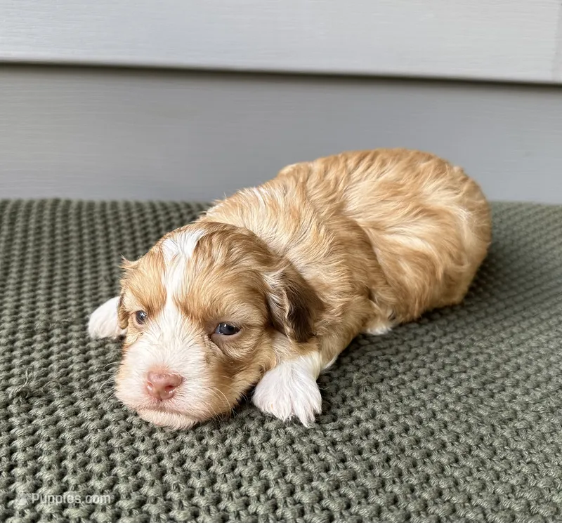 Goldie – Havanese puppy for sale in Westminster, SC