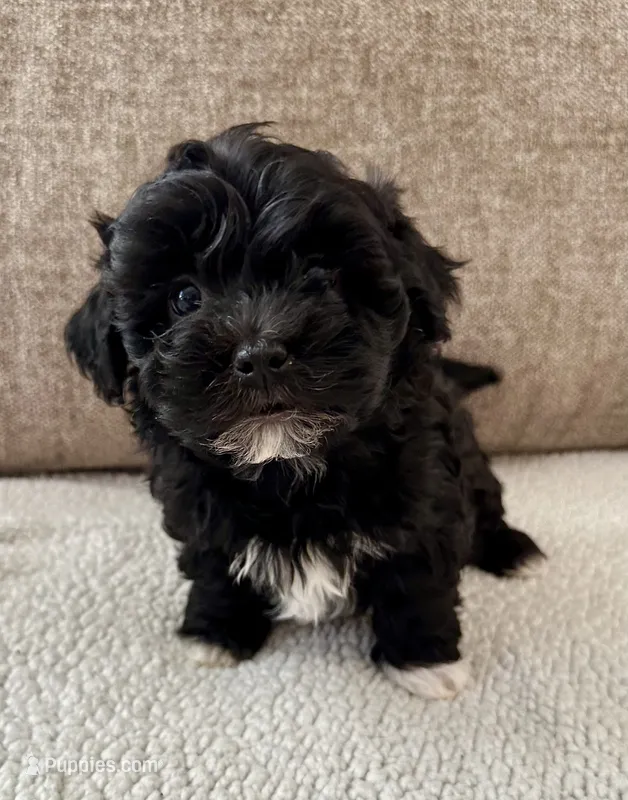 Finn – Havanese puppy for sale in Westminster, SC
