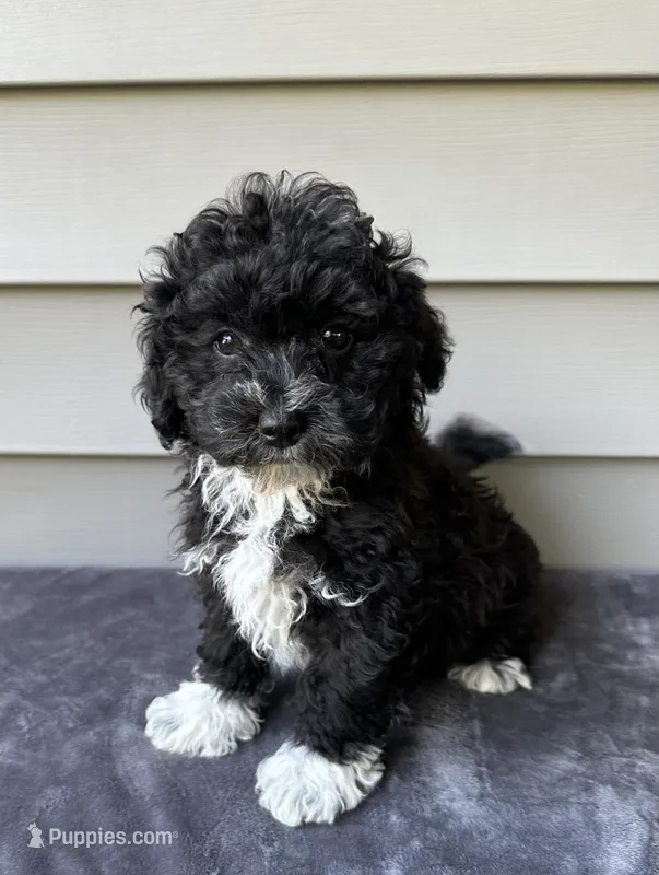 Max – Havapoo puppy for sale in Westminster, SC