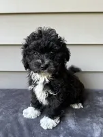 Max, a male Havapoo for sale in Westminster, SC – 1 of 2