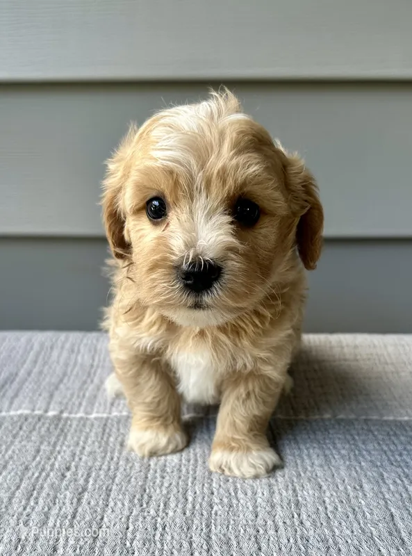 Louie – Havapoo puppy for sale in Westminster, SC