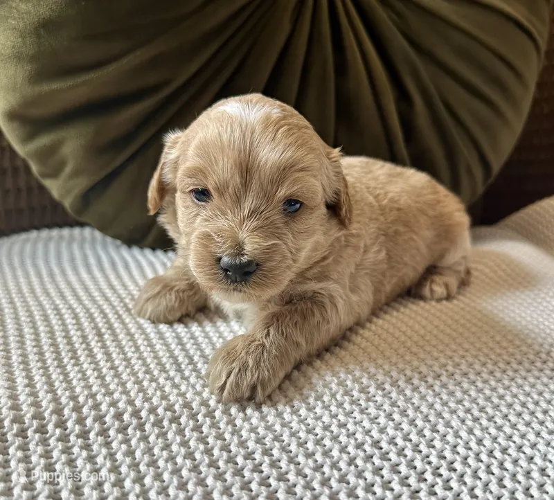 Louie, a male Havapoo for sale in Westminster, SC – Photo 1 of 1