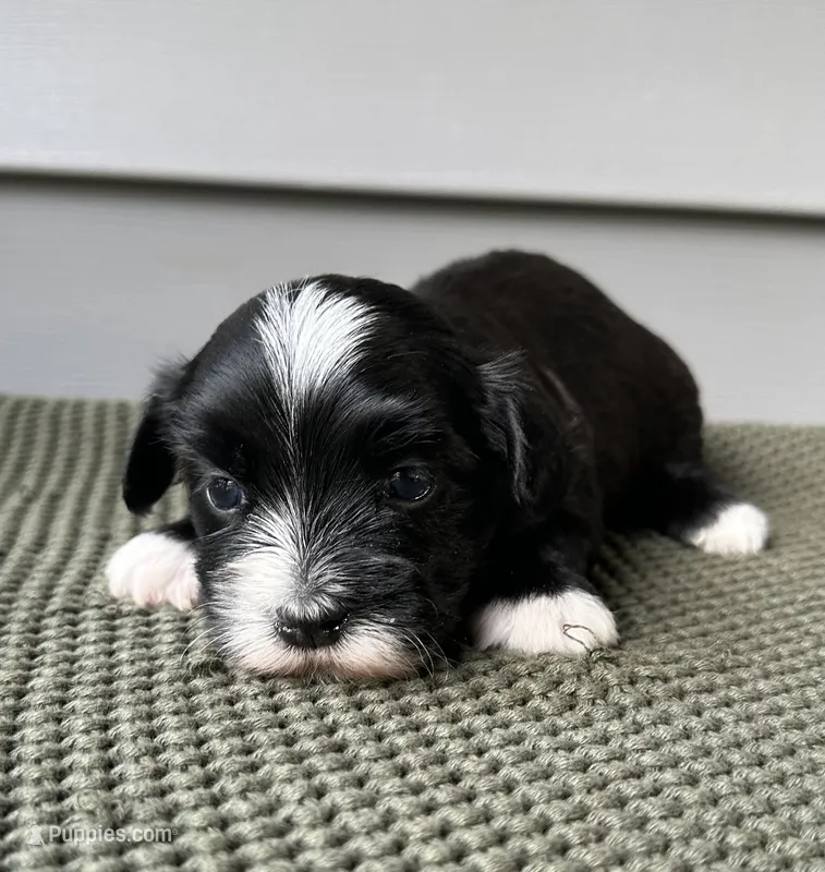 Bruno – Havanese puppy for sale in Westminster, SC