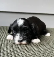 Bruno, a male Havanese for sale in Westminster, SC – 1 of 2