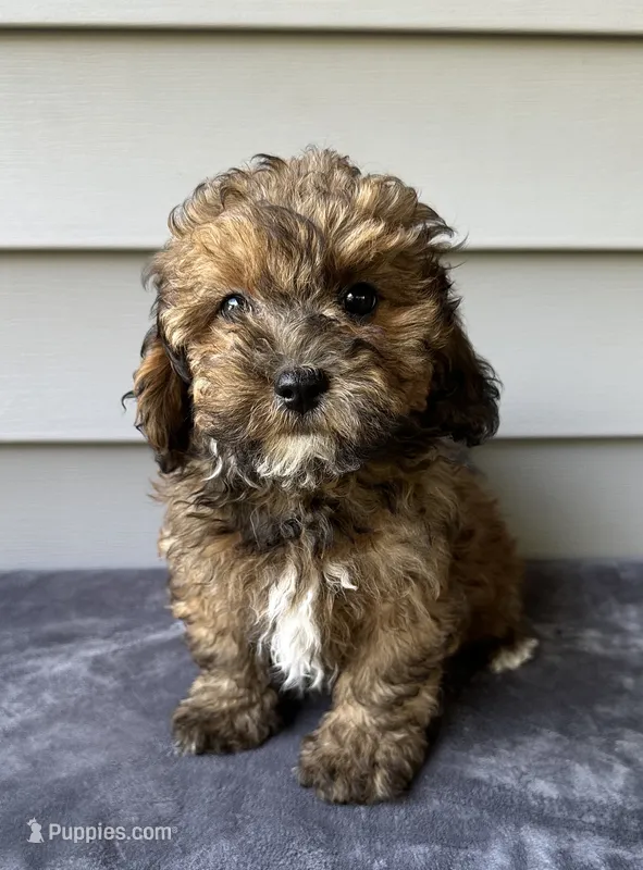Willow, a female Havapoo for sale in Westminster, SC – 1 of 1