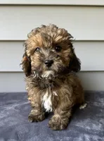 Willow, a female Havapoo for sale in Westminster, SC – 1 of 1