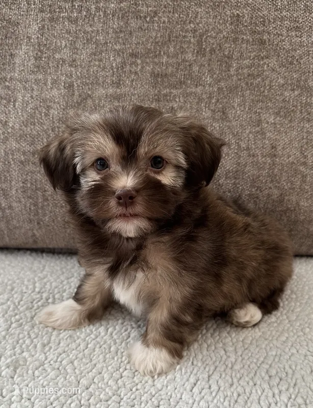 Callie – Havanese puppy for sale in Westminster, SC