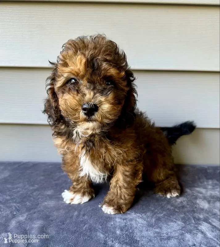 Chip, a male Havapoo for sale in Westminster, SC – 1 of 2