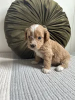 Ollie, a male Havapoo for sale in Westminster, SC – 3 of 3
