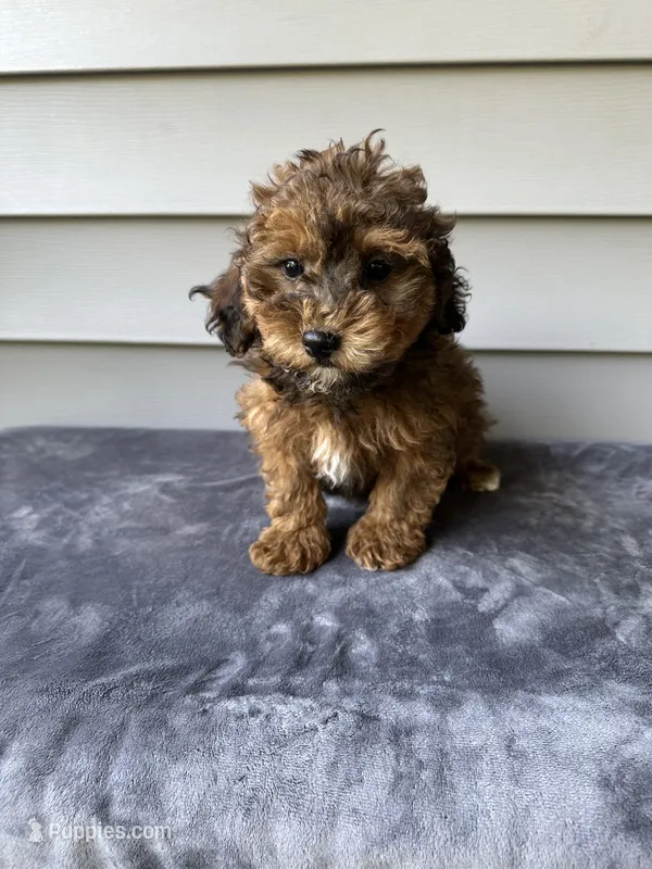 Dolly – Havapoo puppy for sale in Westminster, SC