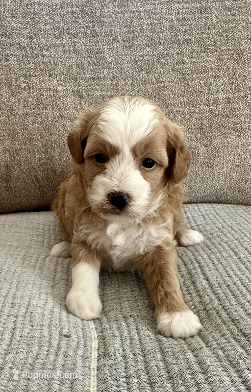 Flower – Havapoo puppy for sale in Westminster, SC
