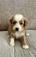 Flower, a female Havapoo for sale in Westminster, SC – 1 of 2