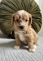Ollie, a male Havapoo for sale in Westminster, SC – 1 of 3