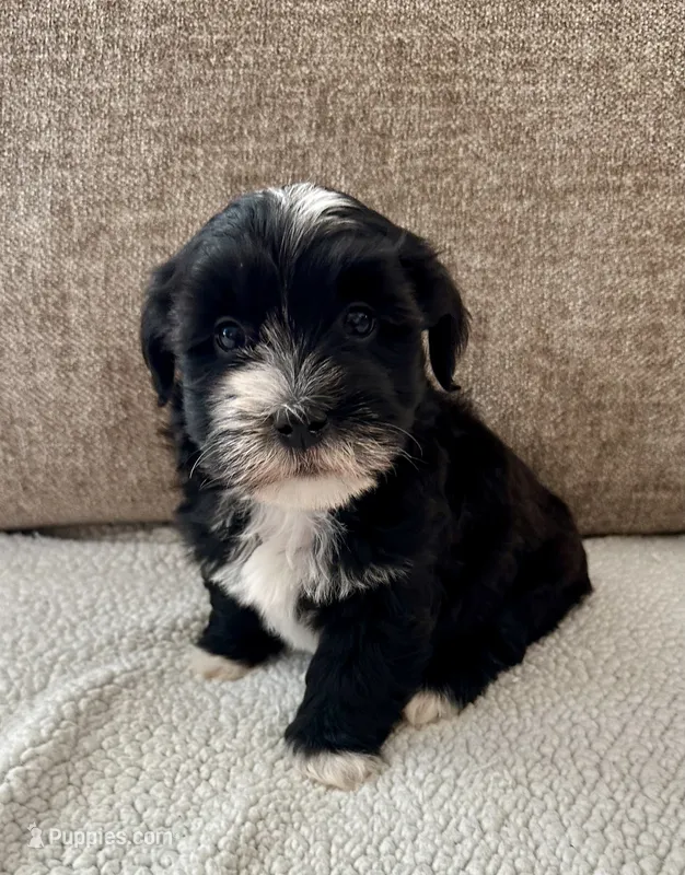 Bruno – Havanese puppy for sale in Westminster, SC