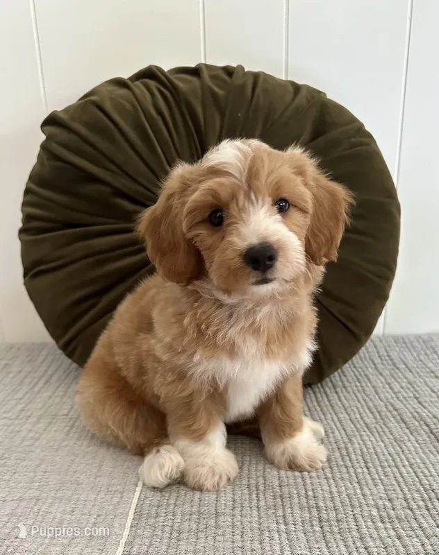 Chester – Havapoo puppy for sale in Westminster, SC