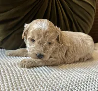 Ryder, a male Havapoo for sale in Westminster, SC – Photo 1 of 2