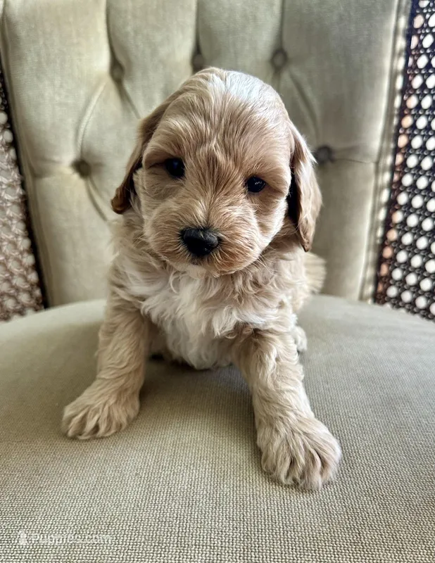 Ryder – Havapoo puppy for sale in Westminster, SC