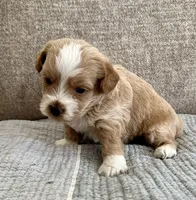 Oscar, a male Havapoo for sale in Westminster, SC – 2 of 2