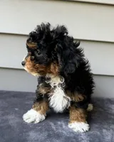 Bonnie, a female Havapoo for sale in Westminster, SC – 2 of 2