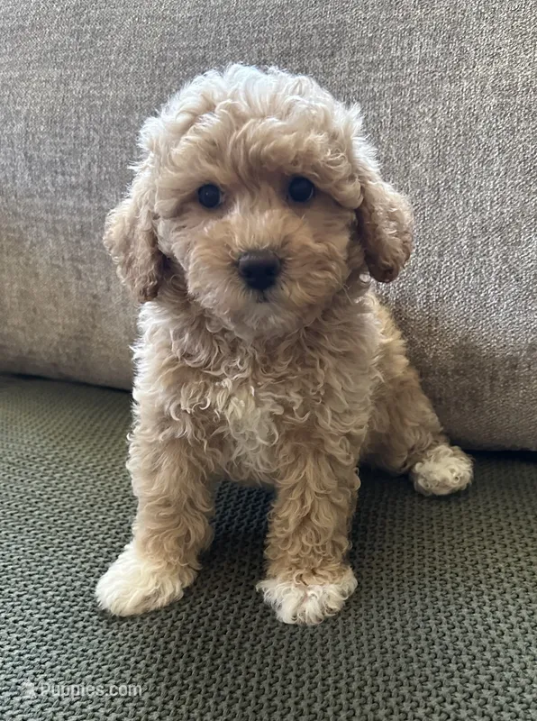 Ginger – Havapoo puppy on hold in Westminster, SC