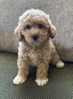 Ginger, a female Havapoo for sale in Westminster, SC – 1 of 3