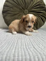 Molly, a female Havapoo for sale in Westminster, SC – 3 of 3