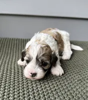 Ivy, a female Havanese for sale in Westminster, SC – 2 of 2