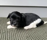 Indie, a female Havanese for sale in Westminster, SC – 2 of 2