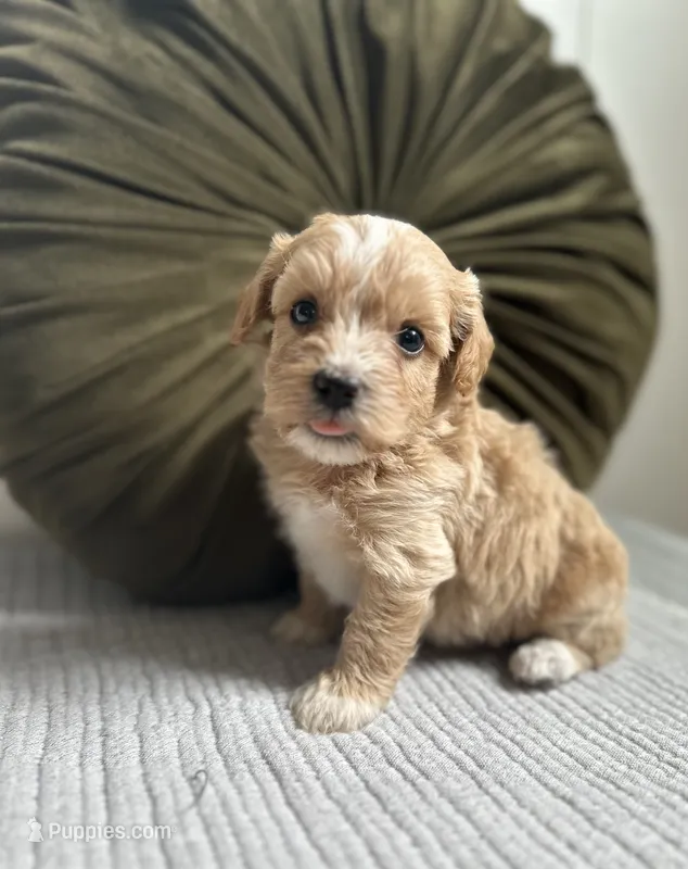Louie – Havapoo puppy for sale in Westminster, SC