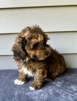 Chip, a male Havapoo for sale in Westminster, SC – 2 of 2
