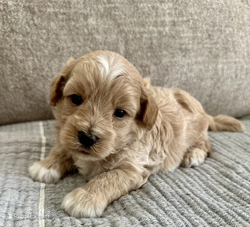 Ozzie – Havapoo puppy for sale in Westminster, SC