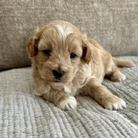 Ozzie, a male Havapoo for sale in Westminster, SC – 2 of 2