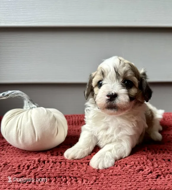 Ivy – Havanese puppy for sale in Westminster, SC