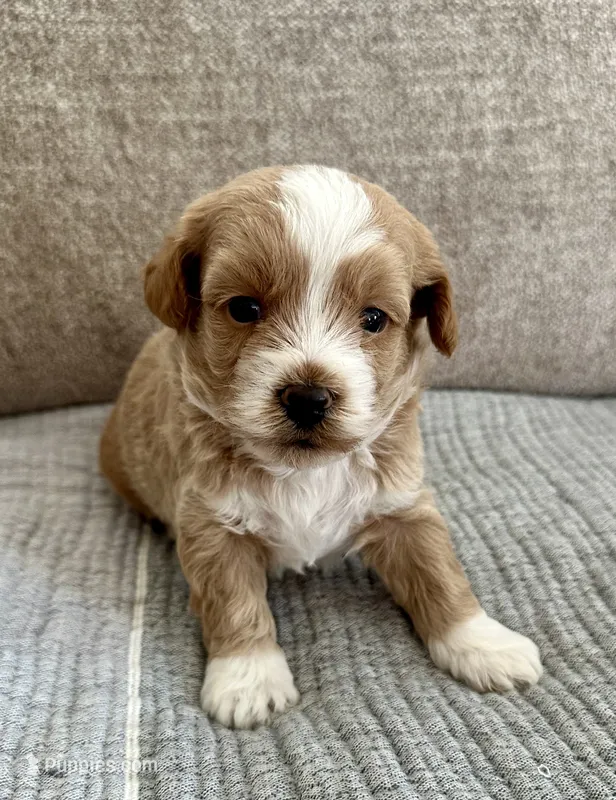 Oscar – Havapoo puppy for sale in Westminster, SC