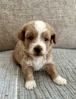 Oscar, a male Havapoo for sale in Westminster, SC – 1 of 2