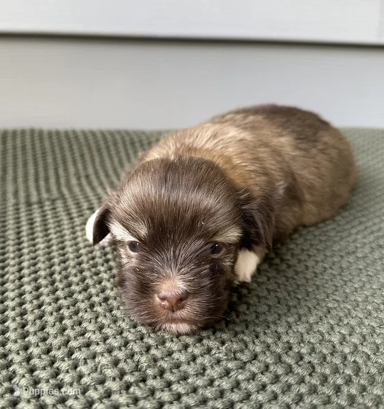 Cash – Havanese puppy for sale in Westminster, SC