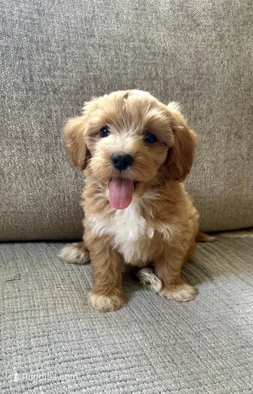 Bailey – Havapoo puppy for sale in Westminster, SC