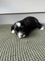 Bruno, a male Havanese for sale in Westminster, SC – 2 of 2