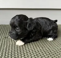 Finn, a male Havanese for sale in Westminster, SC – 2 of 3