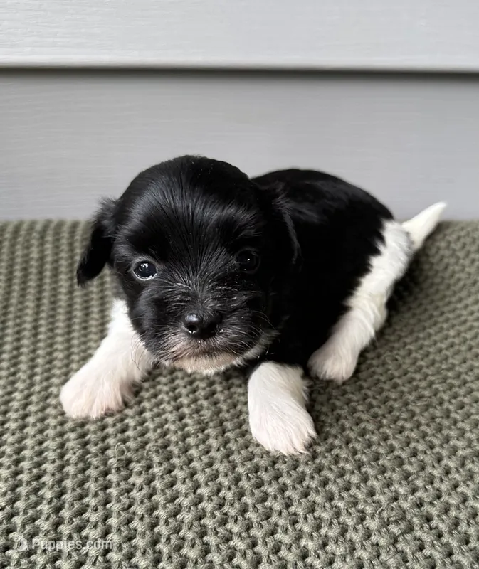 Indie – Havanese puppy for sale in Westminster, SC