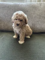 Ginger, a female Havapoo for sale in Westminster, SC – 2 of 3