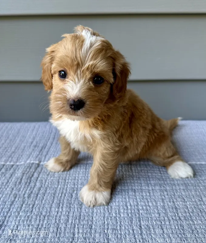 Bailey – Havapoo puppy for sale in Westminster, SC