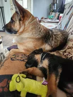 Bonnie, a female German Shepherd Dog for sale in Hudson Falls, NY – Photo 3 of 5