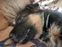 Bonnie, a female German Shepherd Dog for sale in Hudson Falls, NY – Photo 1 of 5